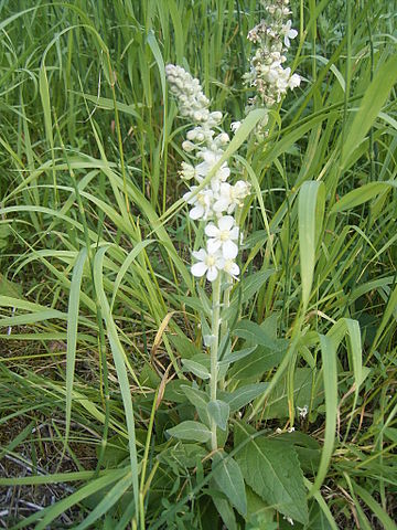 Verbascum lychnitis